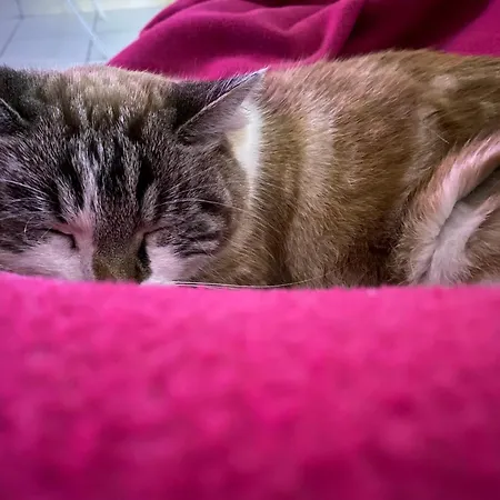 Chez Ludivine * Buzet-sur-Tarn