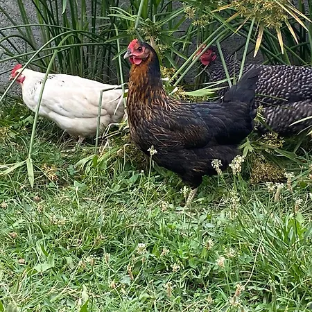 Проживание в семье Chez Ludivine *