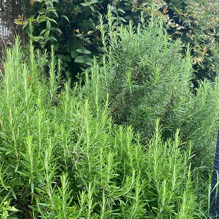 Проживание в семье Chez Ludivine Buzet-sur-Tarn