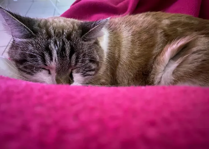 Chez Ludivine * Buzet-sur-Tarn