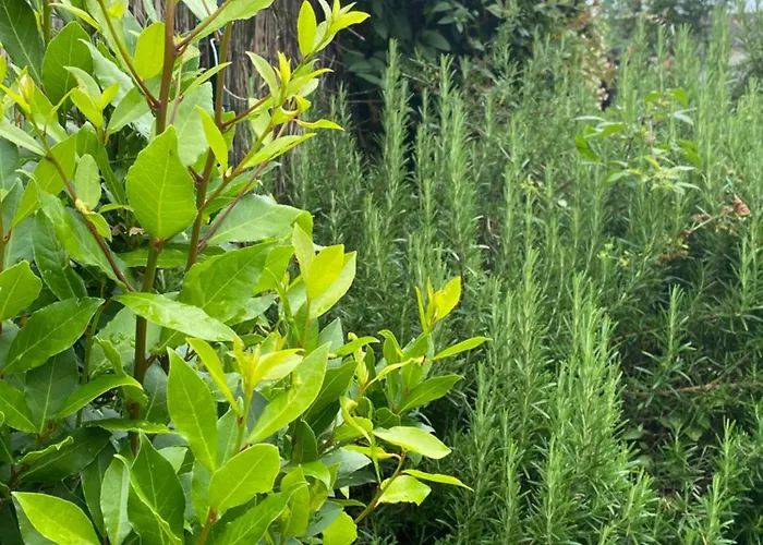 Rum i privatbostad Chez Ludivine Buzet-sur-Tarn