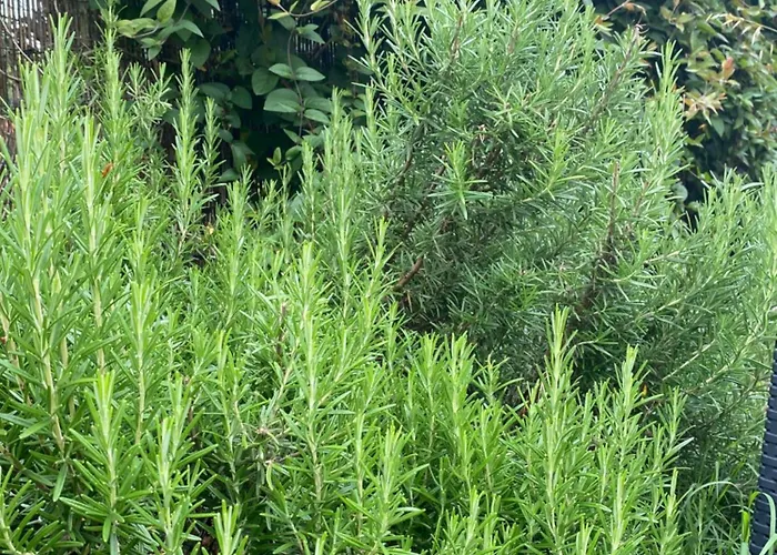 Rum i privatbostad Chez Ludivine Buzet-sur-Tarn