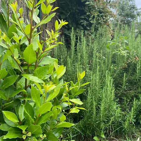 民宿 Chez Ludivine Buzet-sur-Tarn